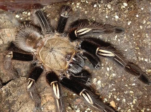 /img/17143-beginner-tarantula.webp