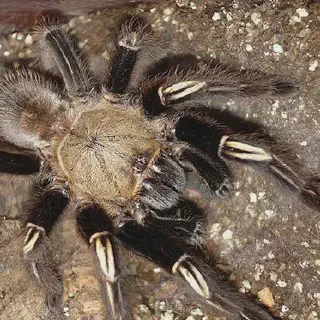 /img/17143-beginner-tarantula.webp