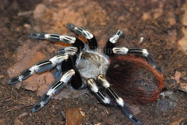 17143 healthy tarantula