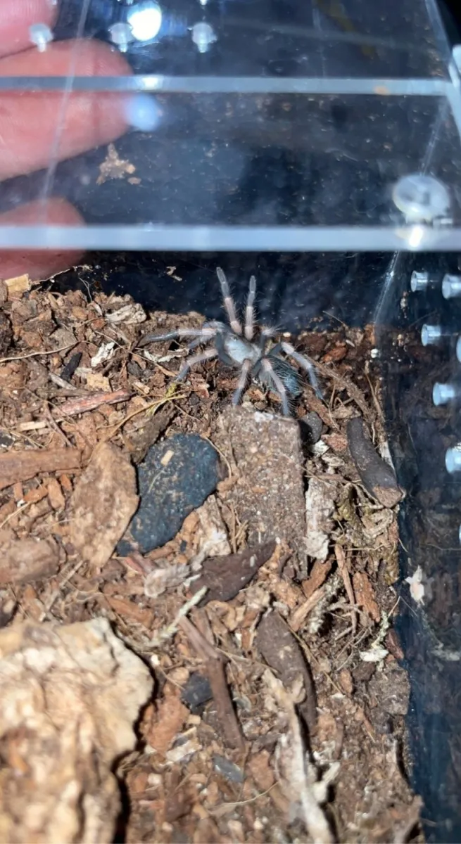 17143 tarantula habitat