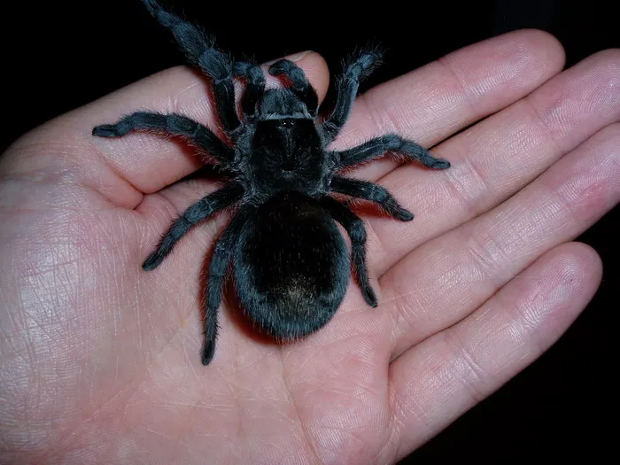 /img/17144-brazilian-black-tarantula-watering.webp
