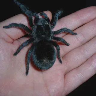 /img/17144-brazilian-black-tarantula-watering.webp