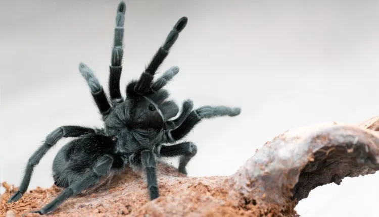 17144 tarantula enclosure setup