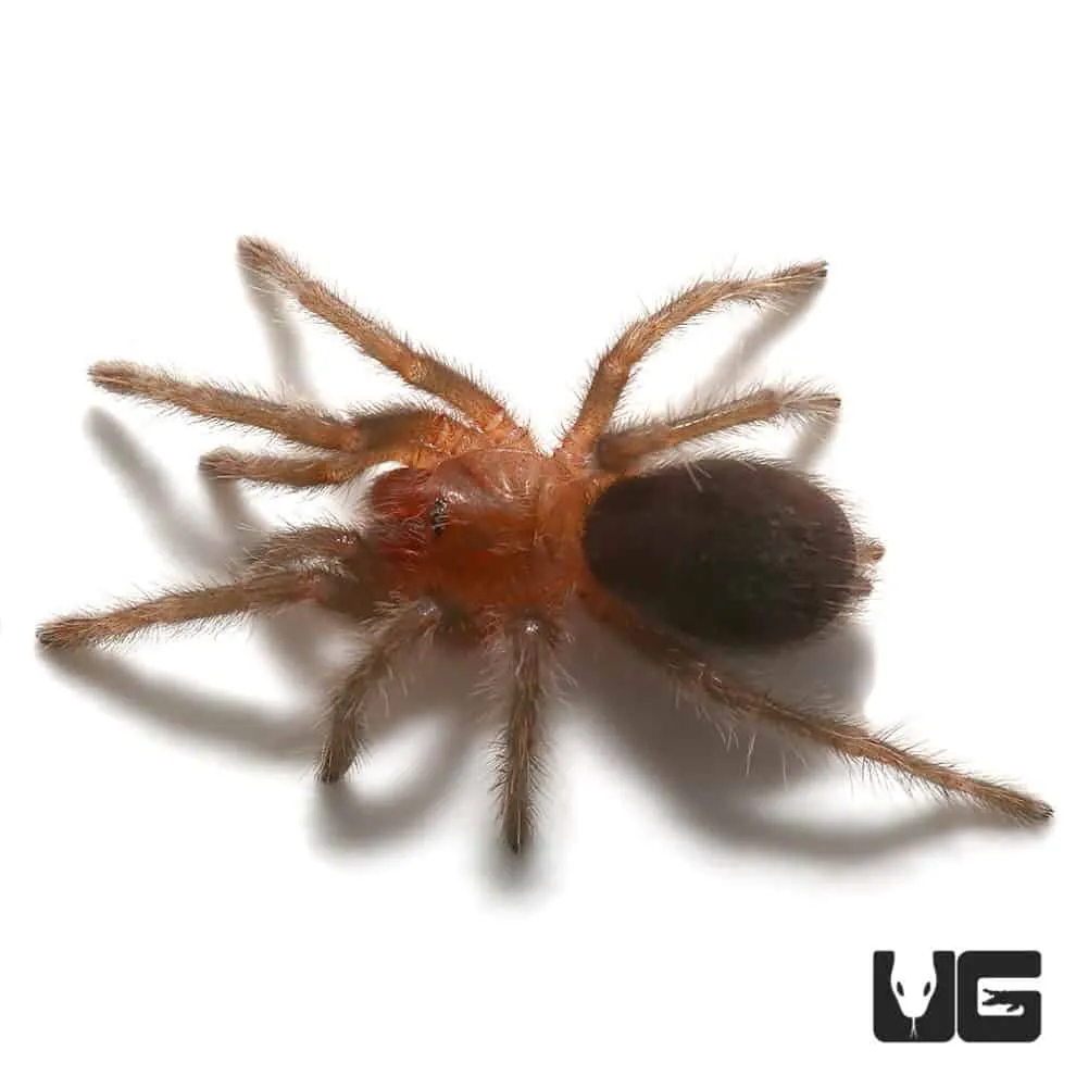 17144 tarantula health check