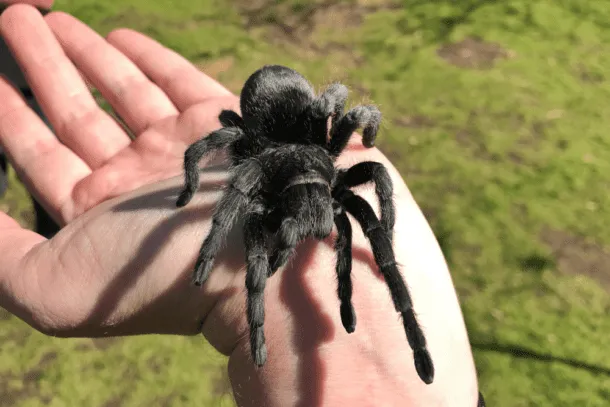 17146 brazilian black tarantula close up