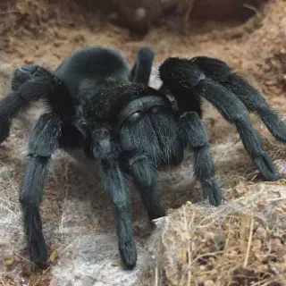 /img/17146-brazilian-black-tarantula-drinking-water.webp