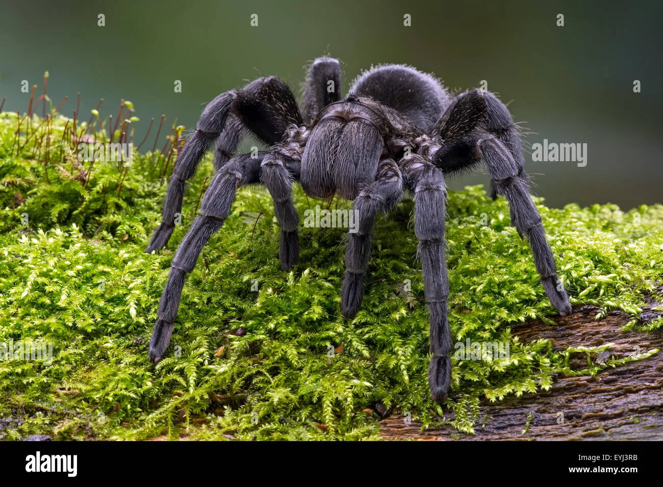 17146 brazilian black tarantula enclosure setup