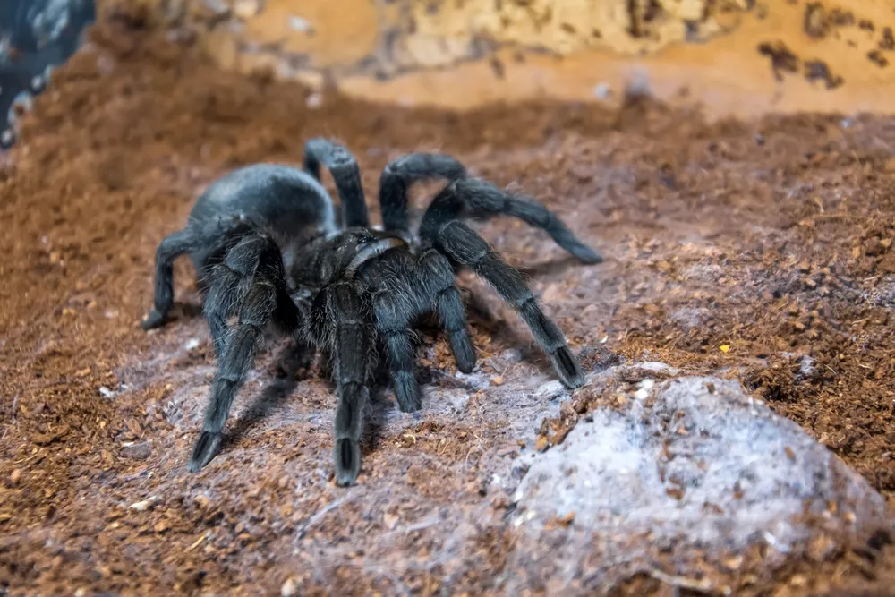 17146 brazilian black tarantula in habitat