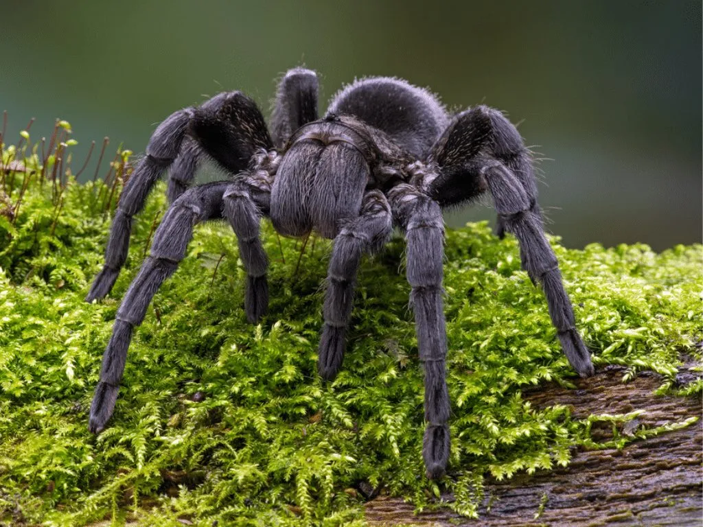 17146 brazilian black tarantula juvenile