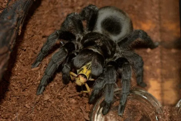 17146 brazilian black tarantula molting