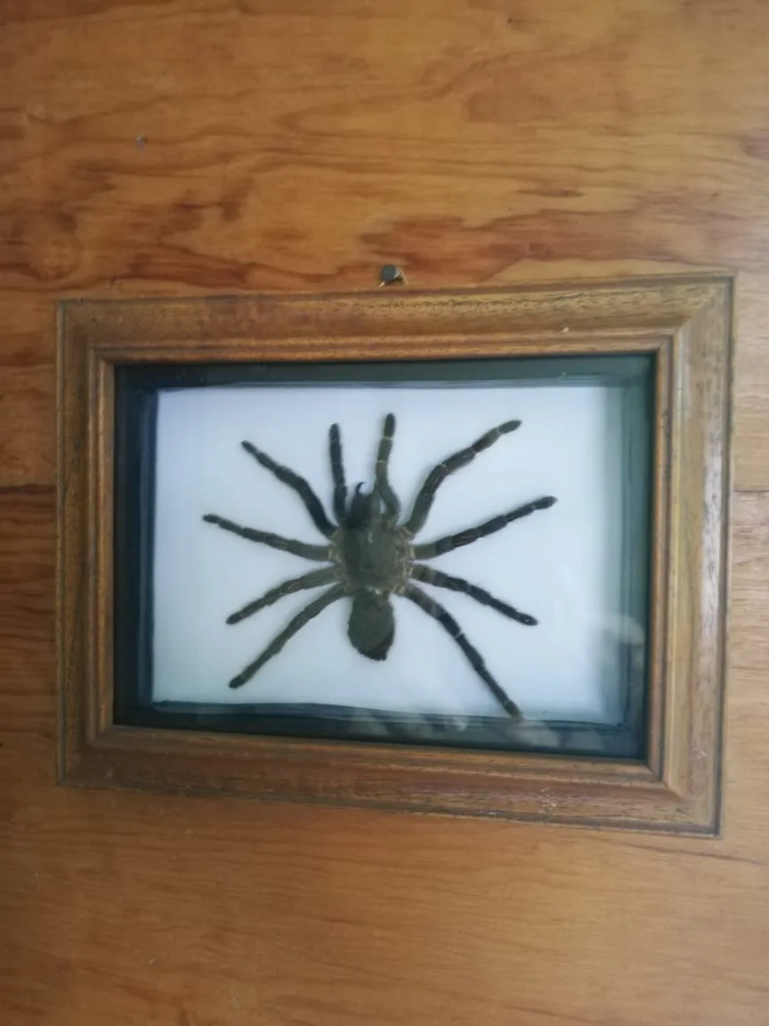 17147 tarantula abnormal posture