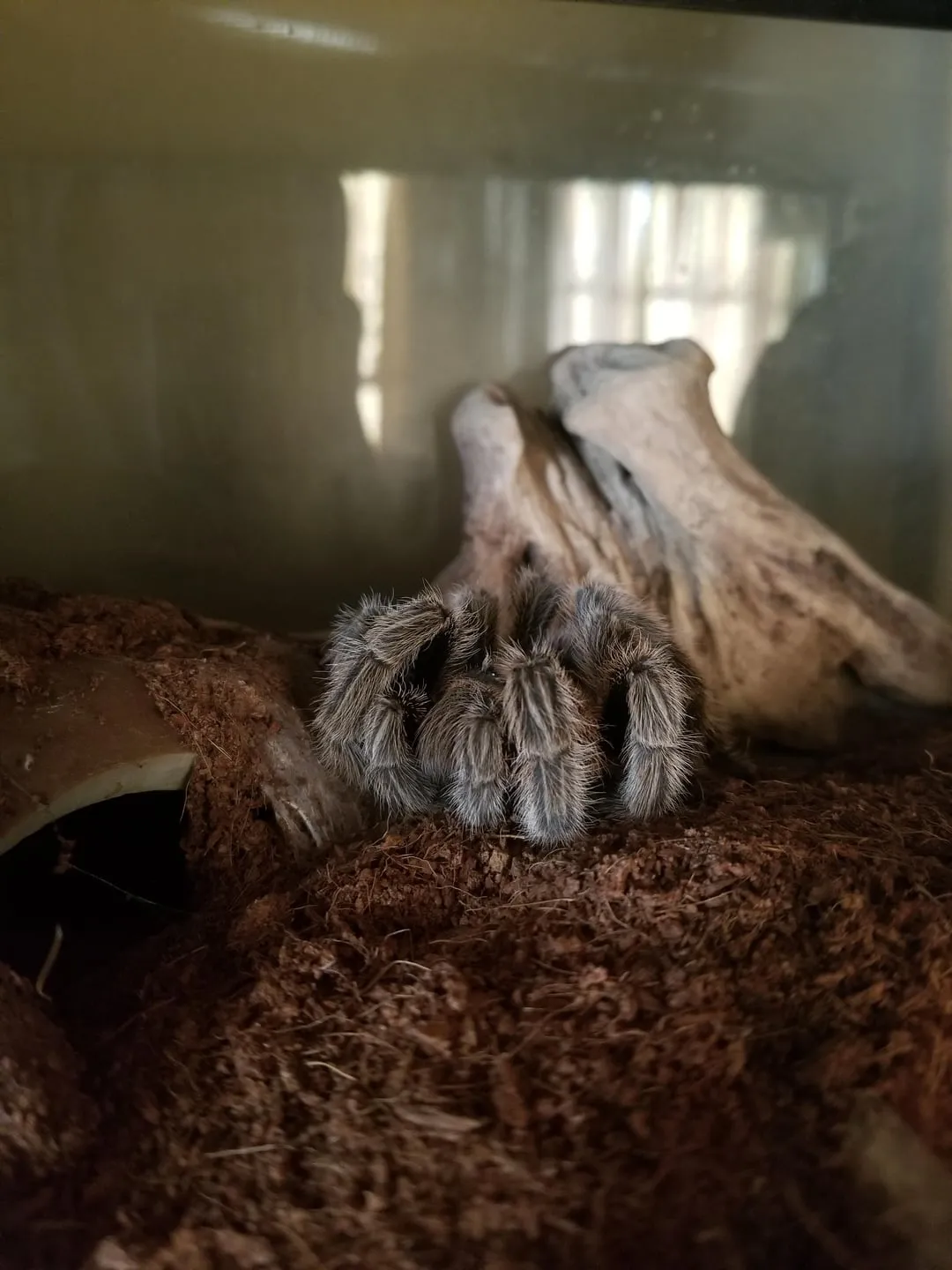 17147 tarantula color change