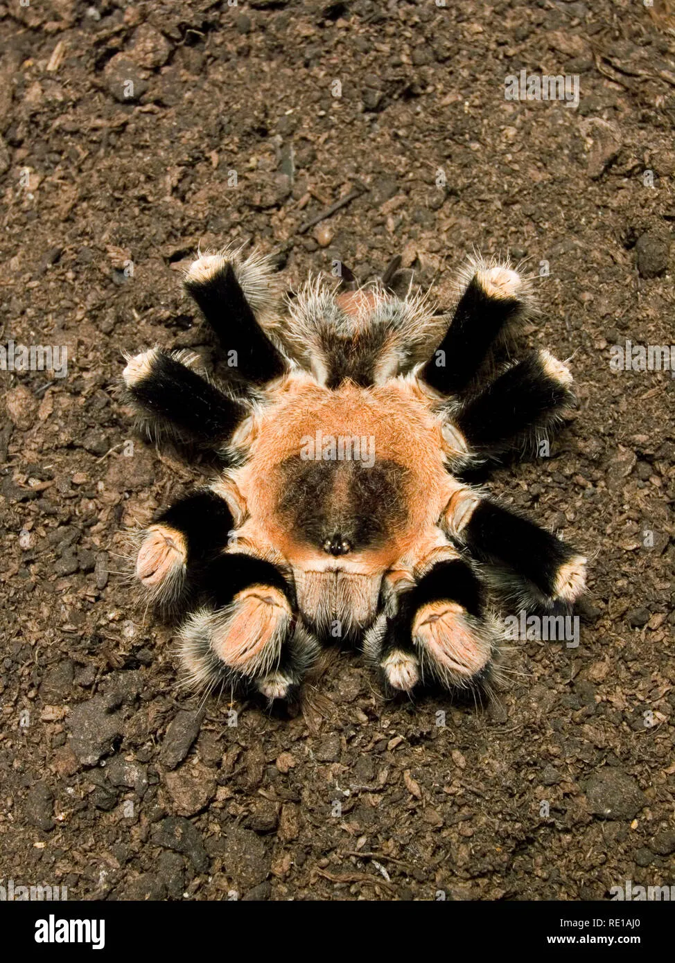 17147 tarantula lethargy