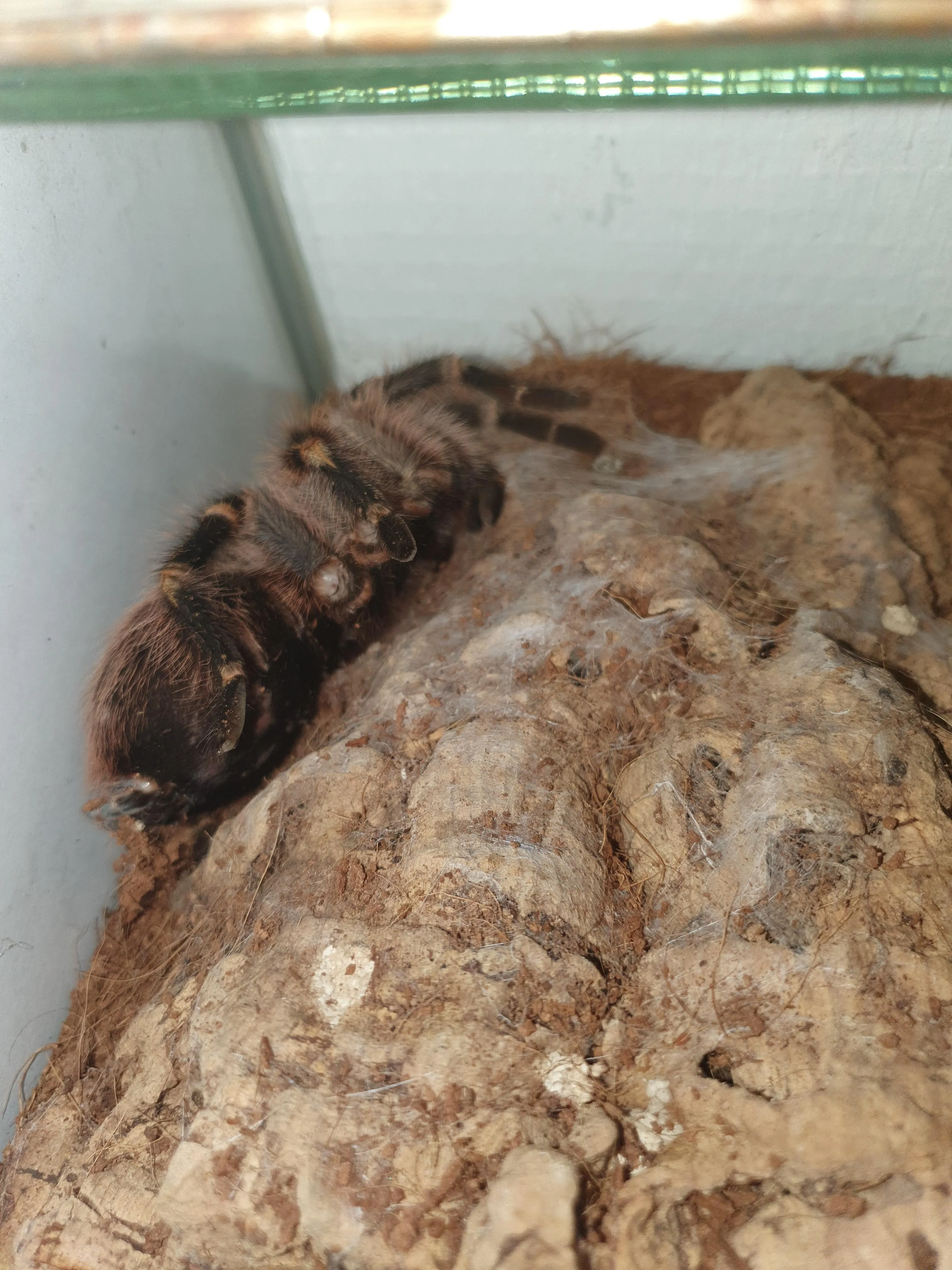 17147 tarantula loss of appetite