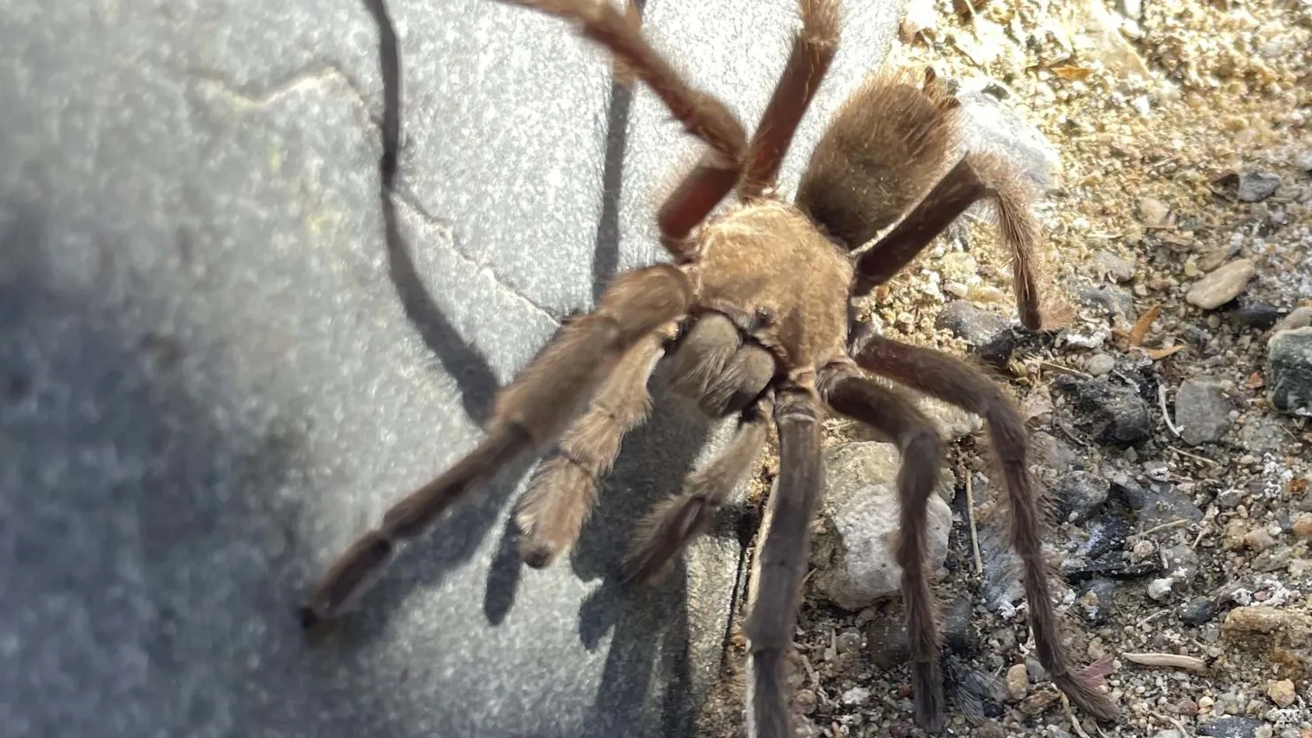 17147 tarantula molting failure