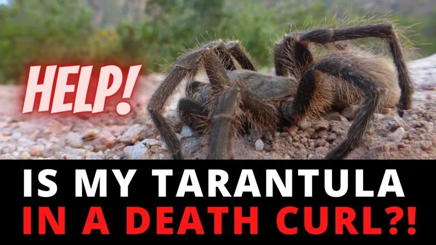 /img/17147-tarantula-proper-environment.webp