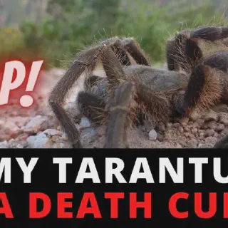 /img/17147-tarantula-proper-environment.webp