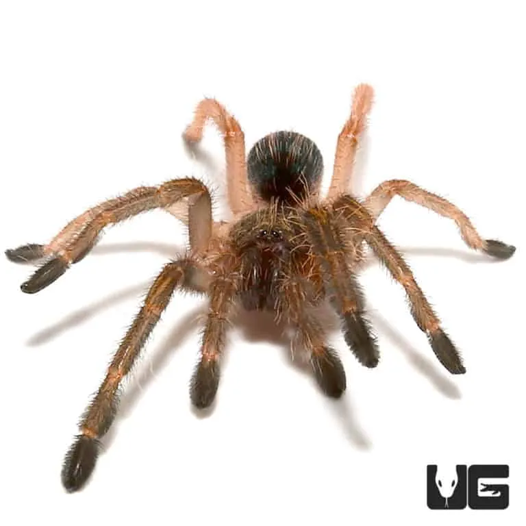 17149 goliath birdeater tarantula