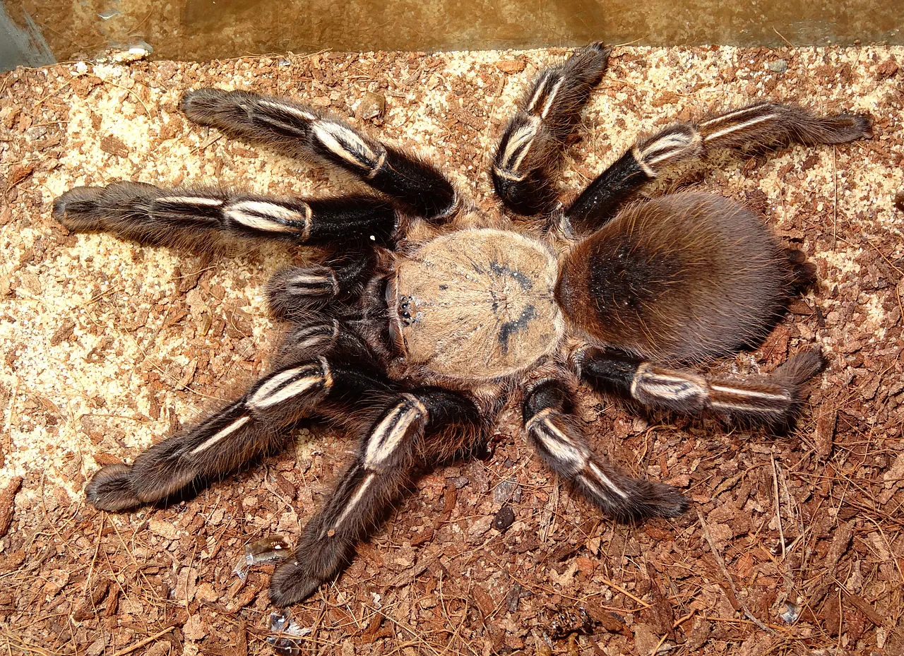 17149 mexican redknee tarantula