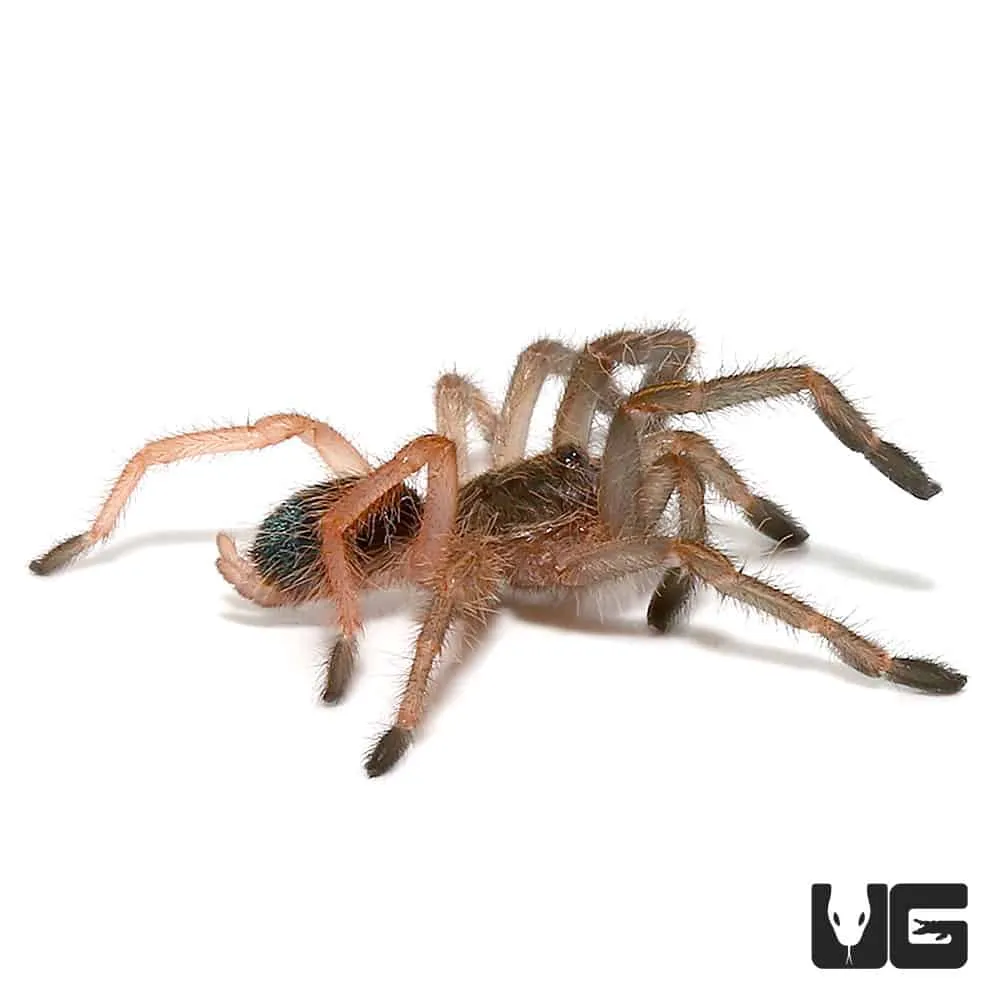 17149 pinktoe tarantula