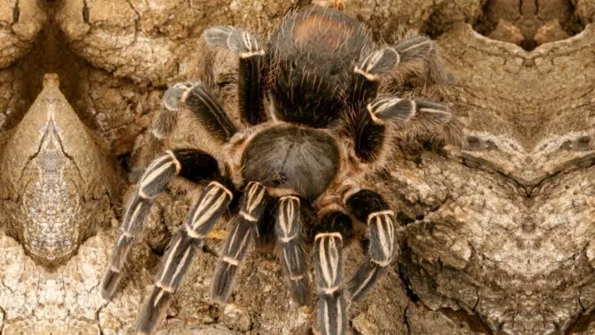 17149 tarantula enclosure