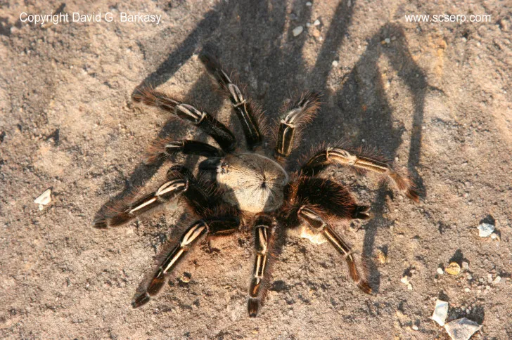 /img/17149-tarantula-feeding.webp