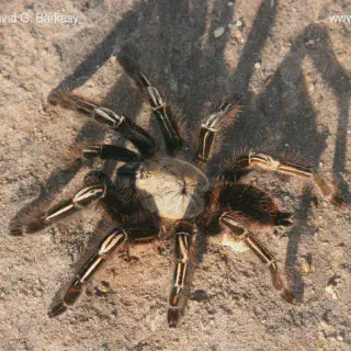 /img/17149-tarantula-feeding.webp