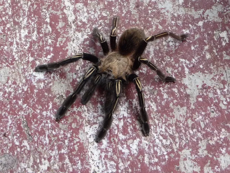 17149 tarantula size overview