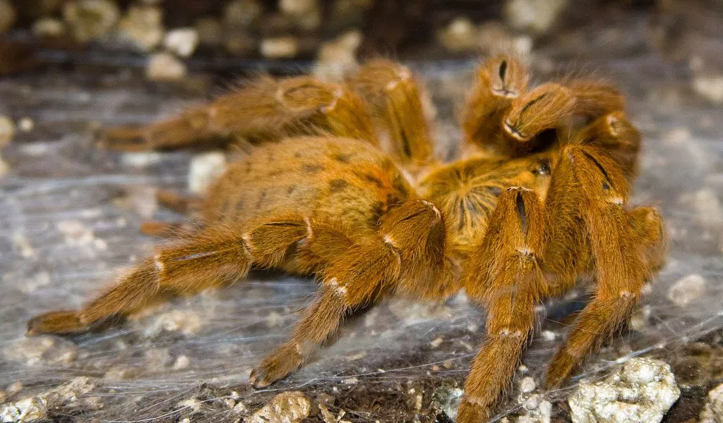 17150 tarantula spider bite first aid