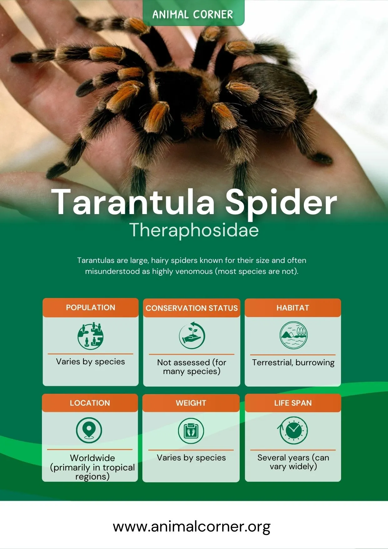 17150 tarantula spider bite medical attention