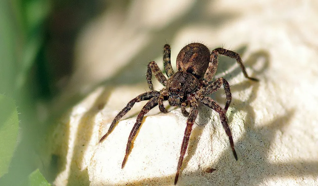 17150 tarantula spider bite symptoms