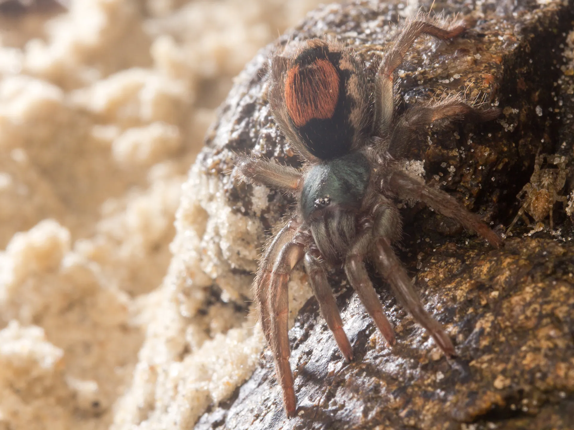 17150 tarantula spider safe handling
