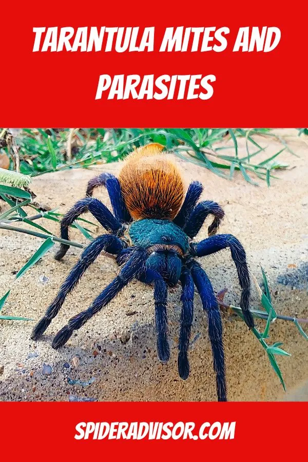 17151 tarantula mite quarantine