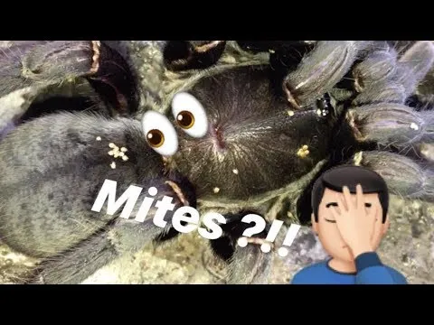 17151 tarantula mites identification