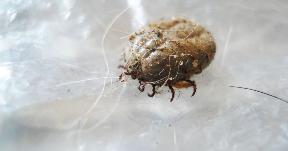 17151 tarantula mites infestation