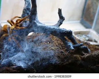 17152 oldest pet tarantula image2