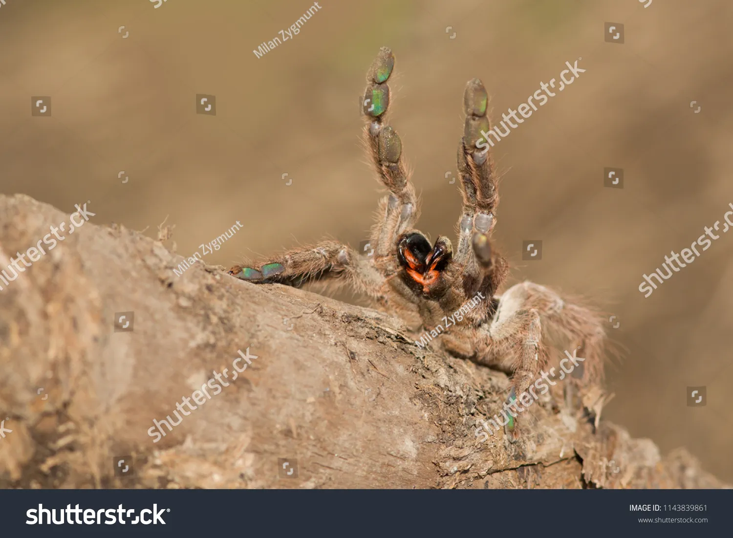 17152 oldest pet tarantula image3