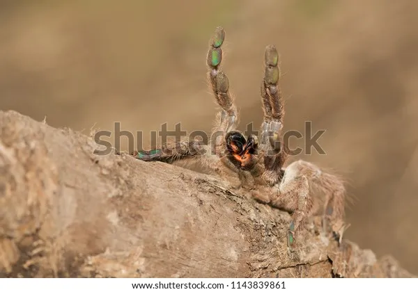 17152 oldest pet tarantula image4