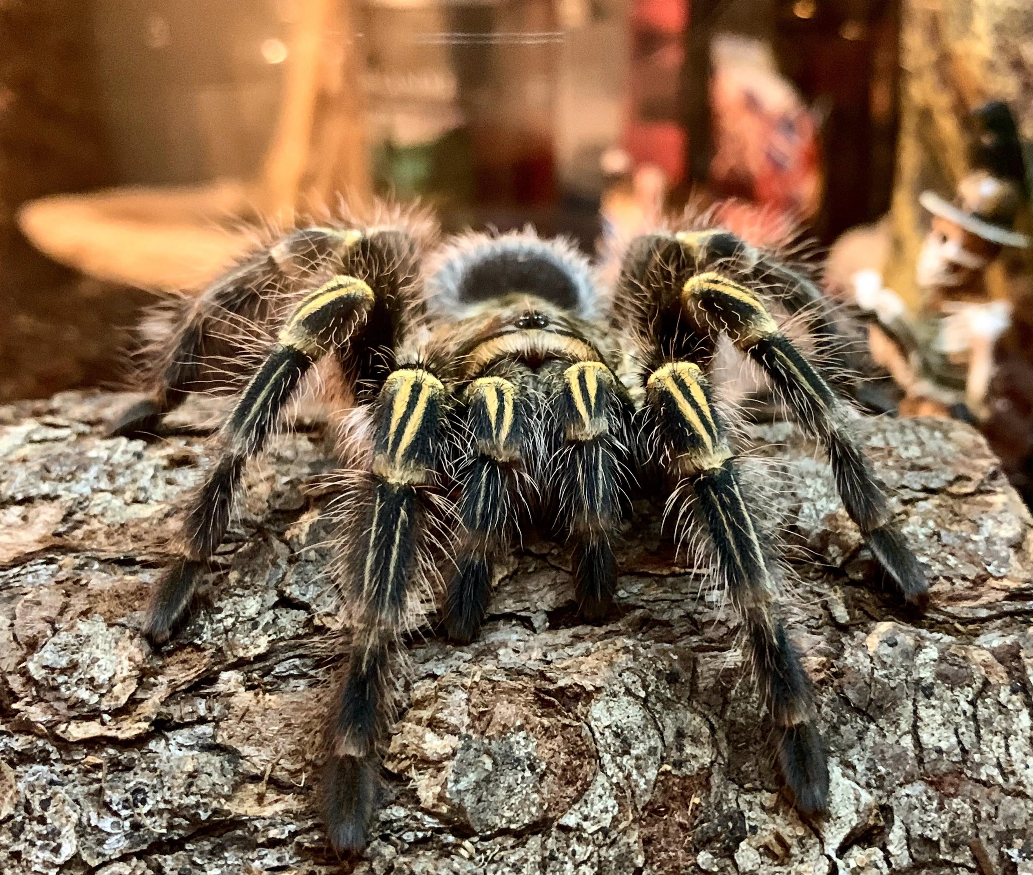 17152 oldest pet tarantula image5