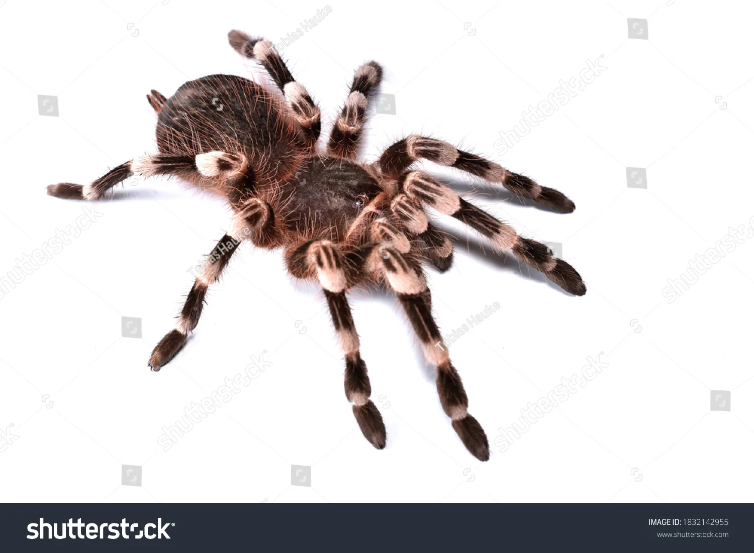 17153 brazilian red white tarantula appearance