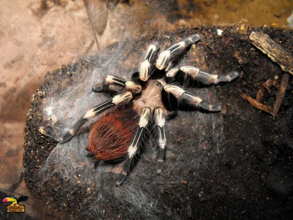 17153 brazilian red white tarantula breeding