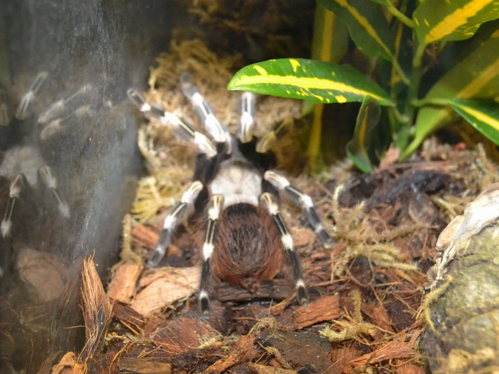 17153 brazilian red white tarantula feeding