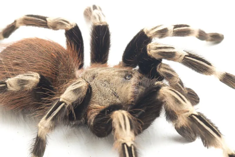 /img/17153-brazilian-red-white-tarantula-female.webp