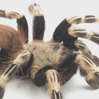 /img/17153-brazilian-red-white-tarantula-female.webp
