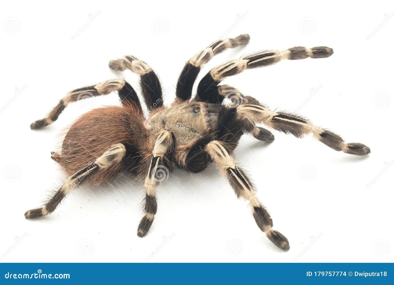 17153 brazilian red white tarantula habitat