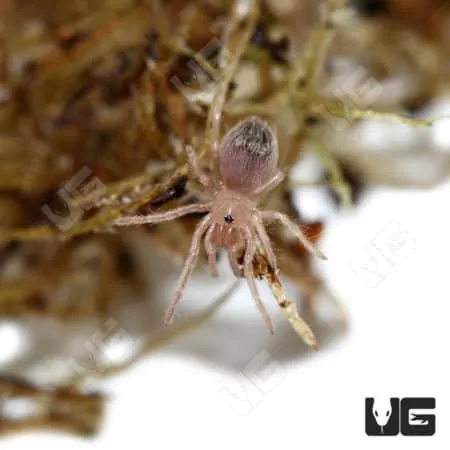 17153 brazilian red white tarantula health