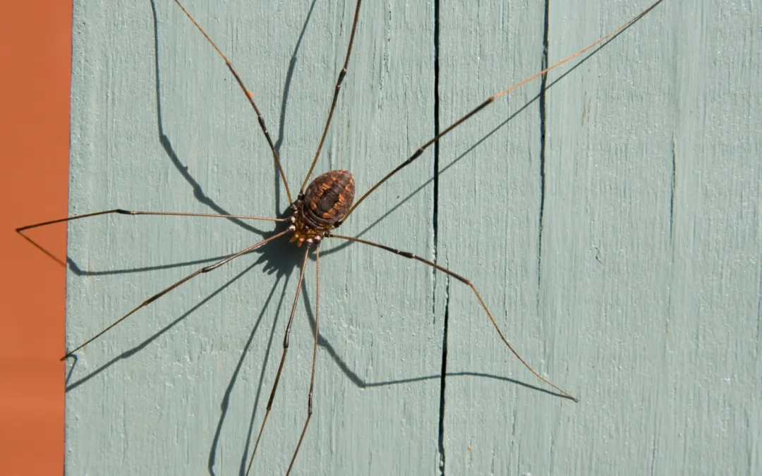 /img/17155-tarantula-vs-daddy-legs-image7.webp
