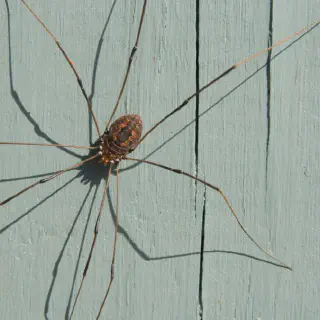 /img/17155-tarantula-vs-daddy-legs-image7.webp