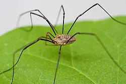17155 tarantula vs daddy long legs image2