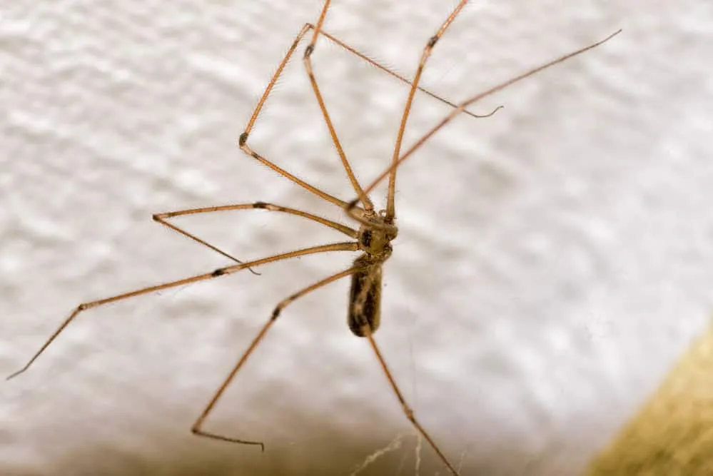 17155 tarantula vs daddy long legs image3